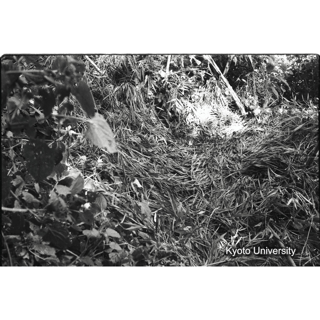 [18コマ目]「地上のネスト」 (1)