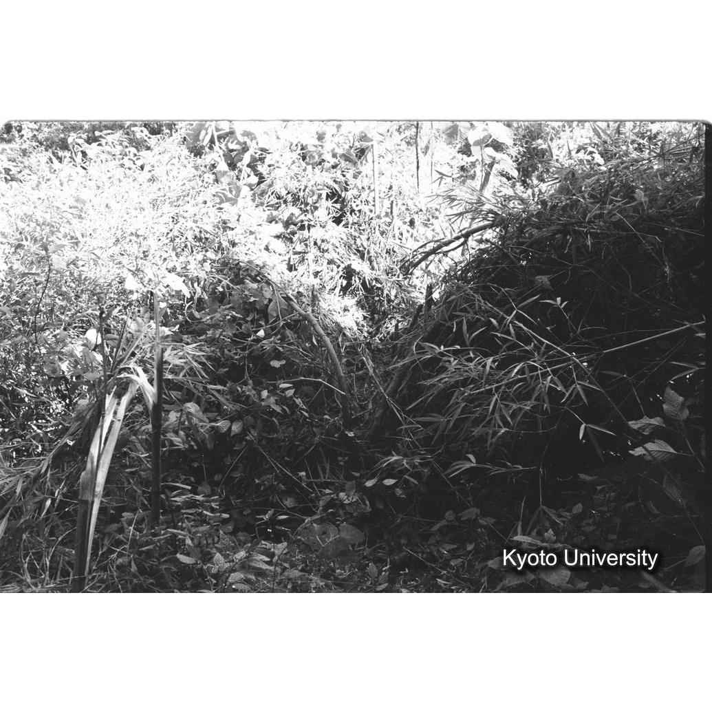 [19コマ目]「ネスト」 (1)