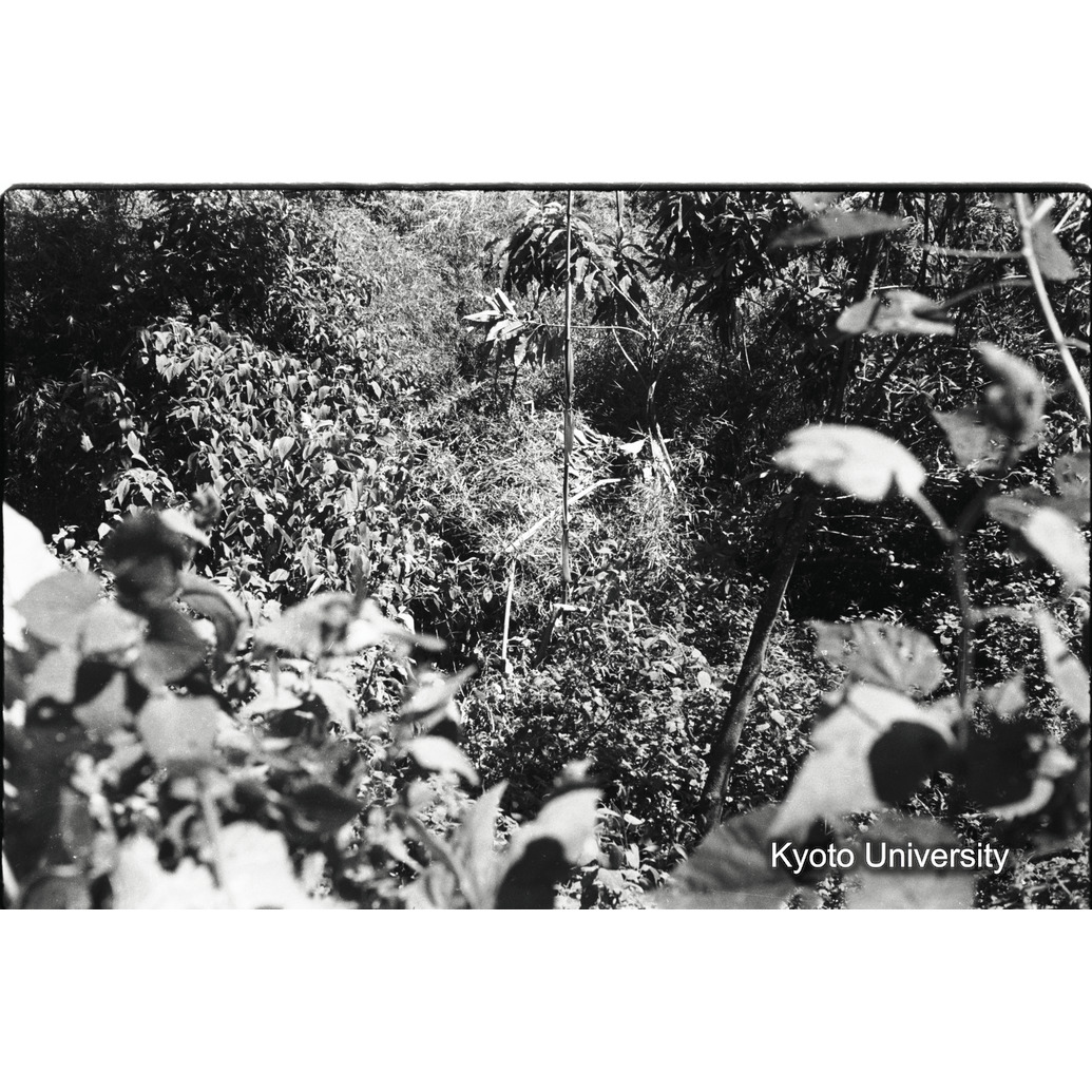 [20コマ目]「ネスト」 (1)