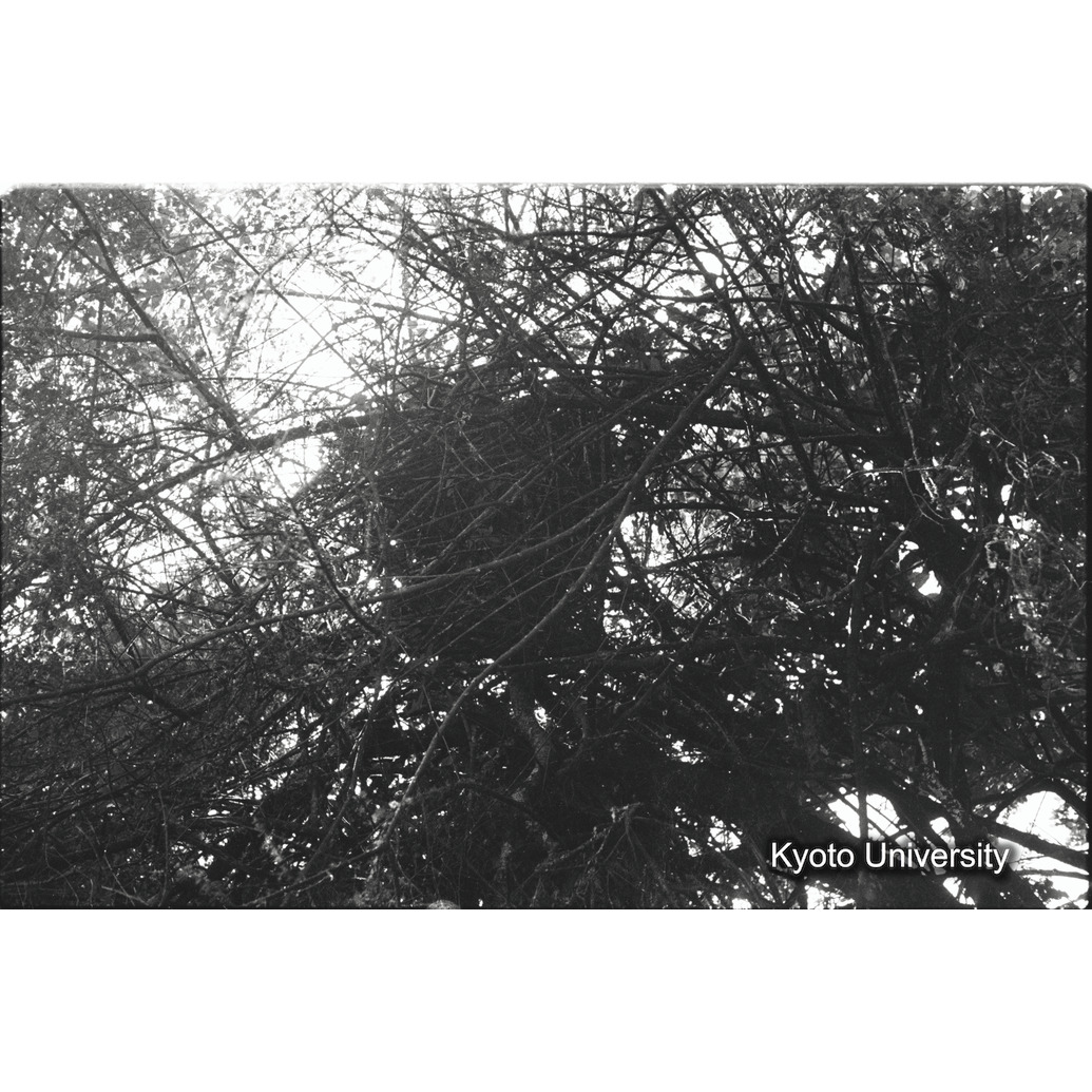 [21コマ目]「樹上のネスト（１）」 (1)