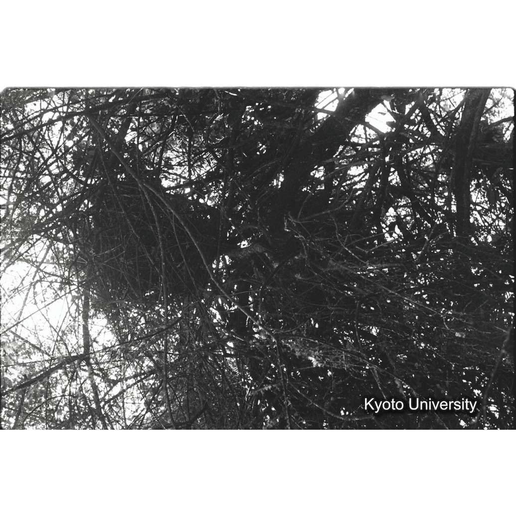 [22コマ目]「樹上のネスト（２）」 (1)