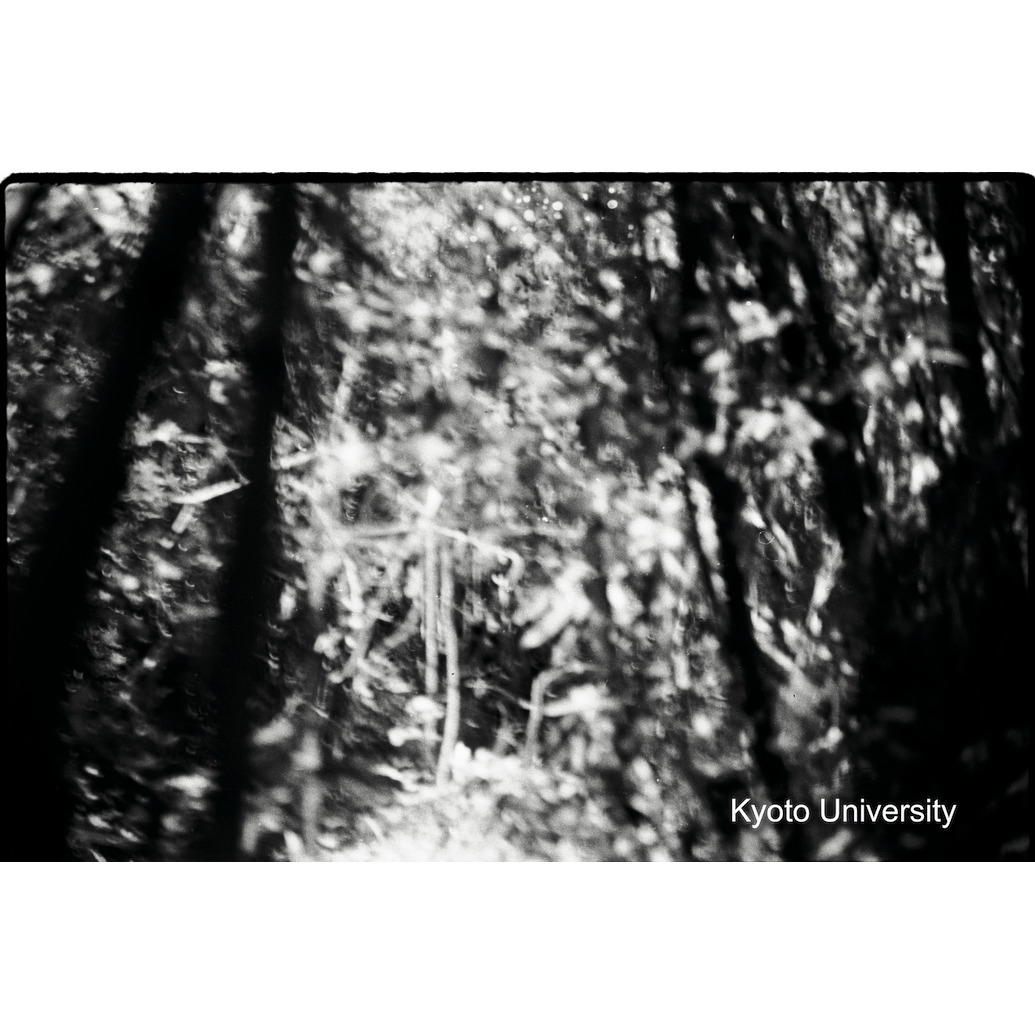 [28コマ目]「ゴリラを撮る（３）」 (1)