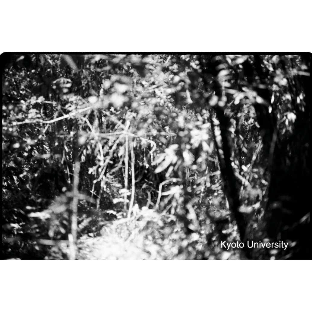 [29コマ目]「ゴリラを撮る（４）」 (1)