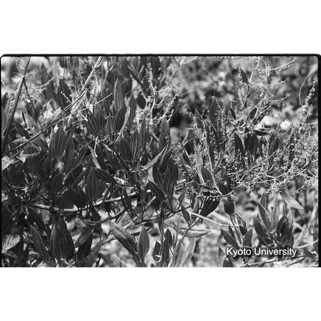 [35コマ目]「？」 (1)