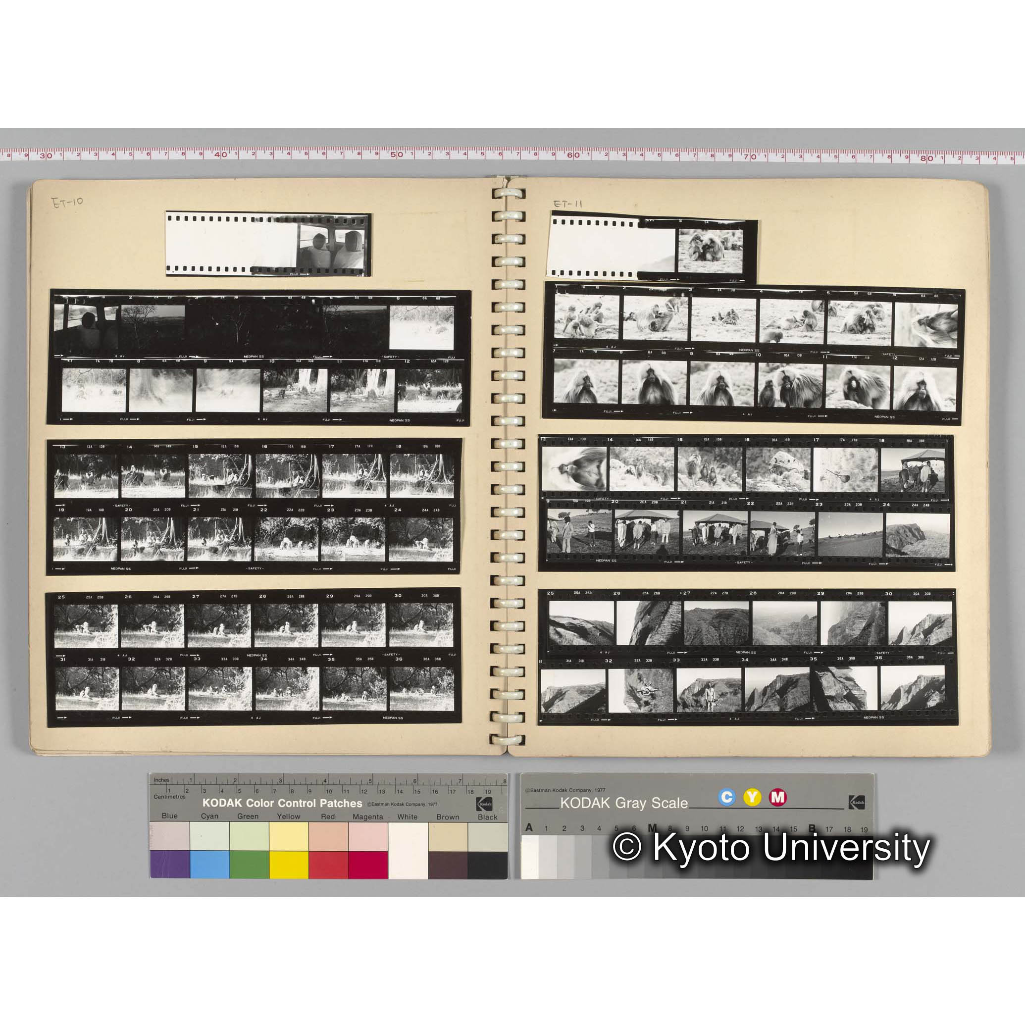 [見開き６][ET-10]ハイブリッド，[ET-11]ゲラダヒヒの雄とスカウトたち (1)