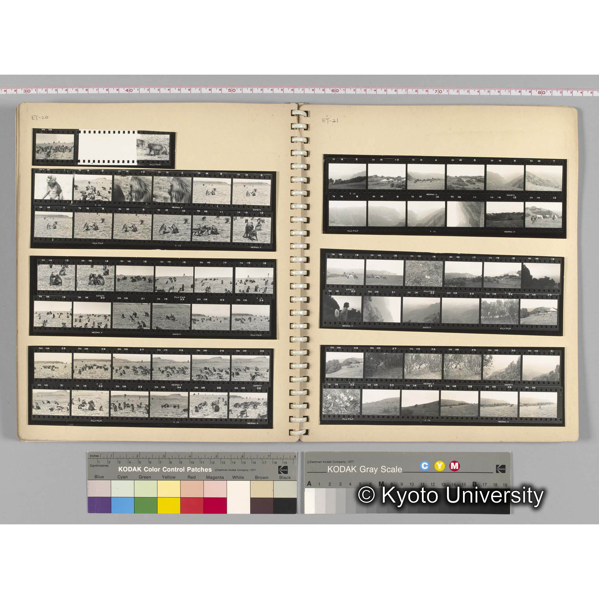 [見開き１１][ET-20]セカンド雄、雄グループとリーダー，[ET-21]サンカバー (1)