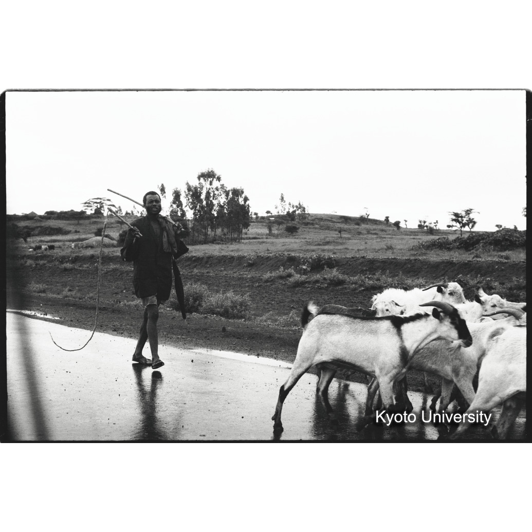 [３４コマ目]「ヤギの管理」 (1)