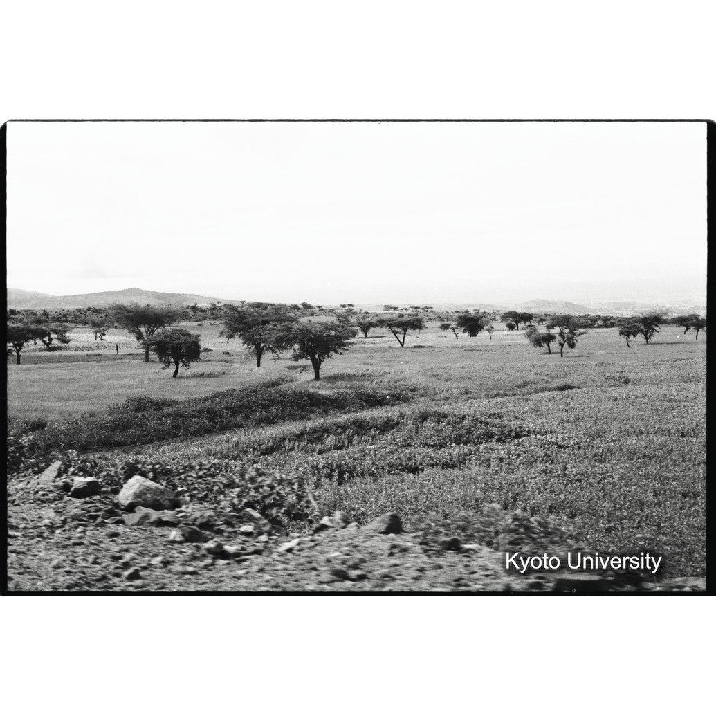 [３６コマ目]「サバンナ（１）」 (1)