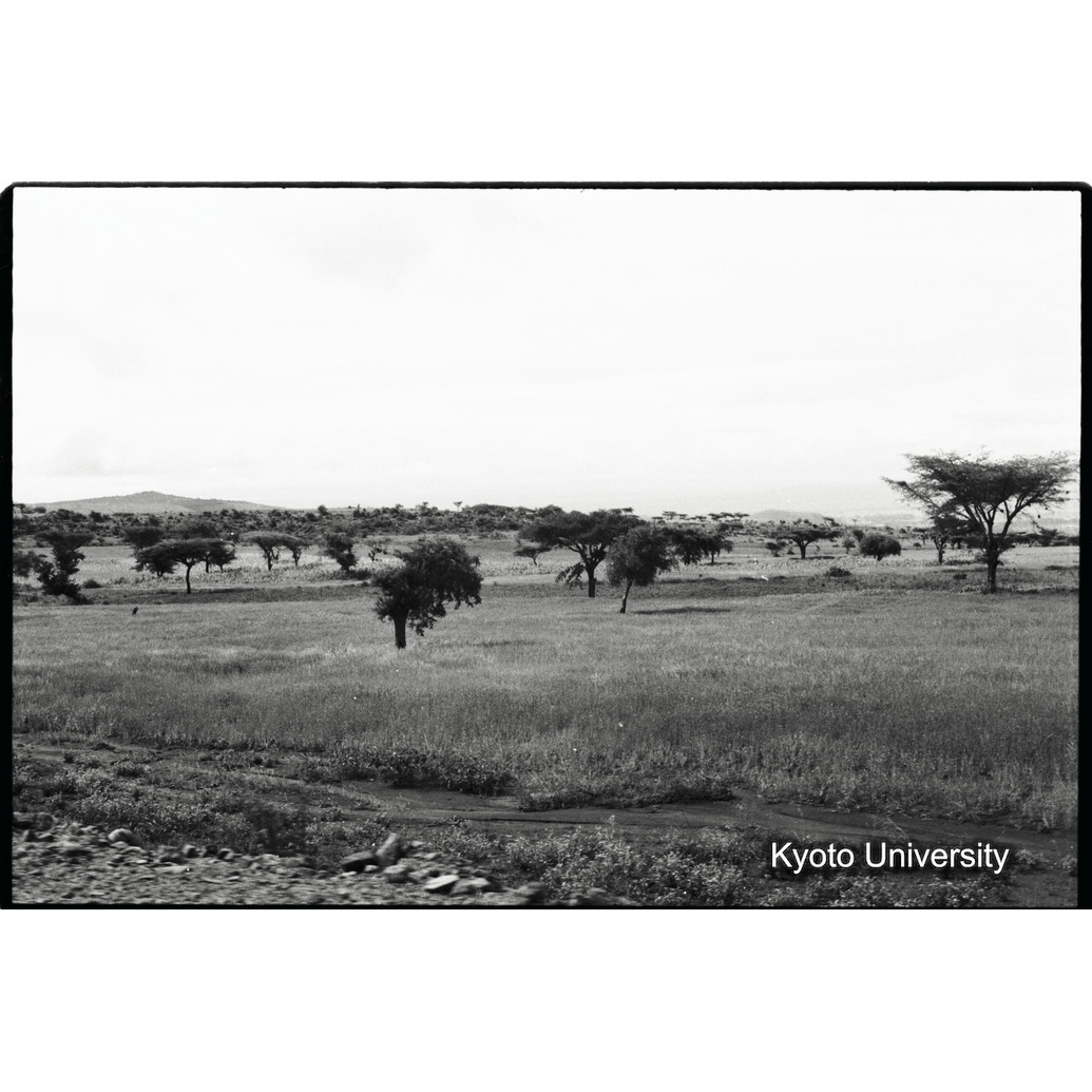 [３７コマ目]「サバンナ（２）」 (1)