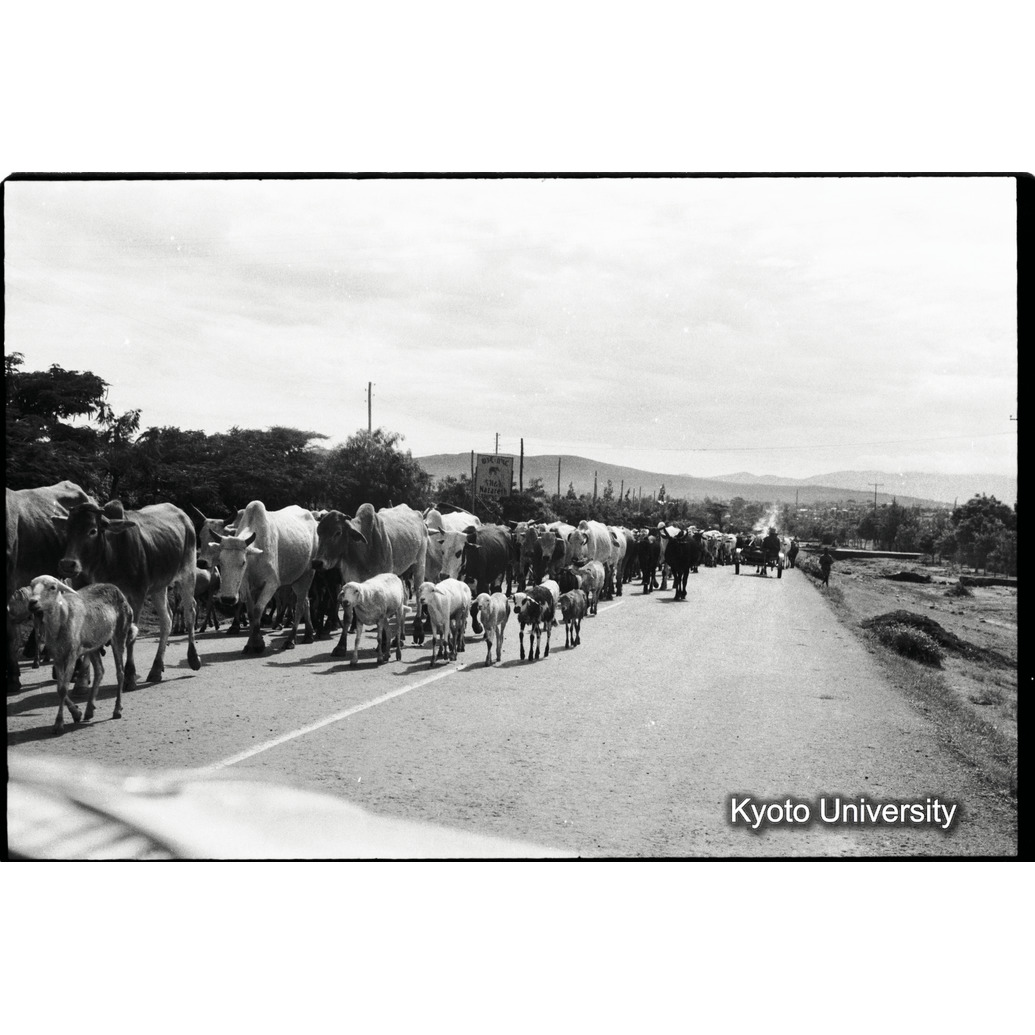 [３８コマ目]「コブ牛の群れ」 (1)