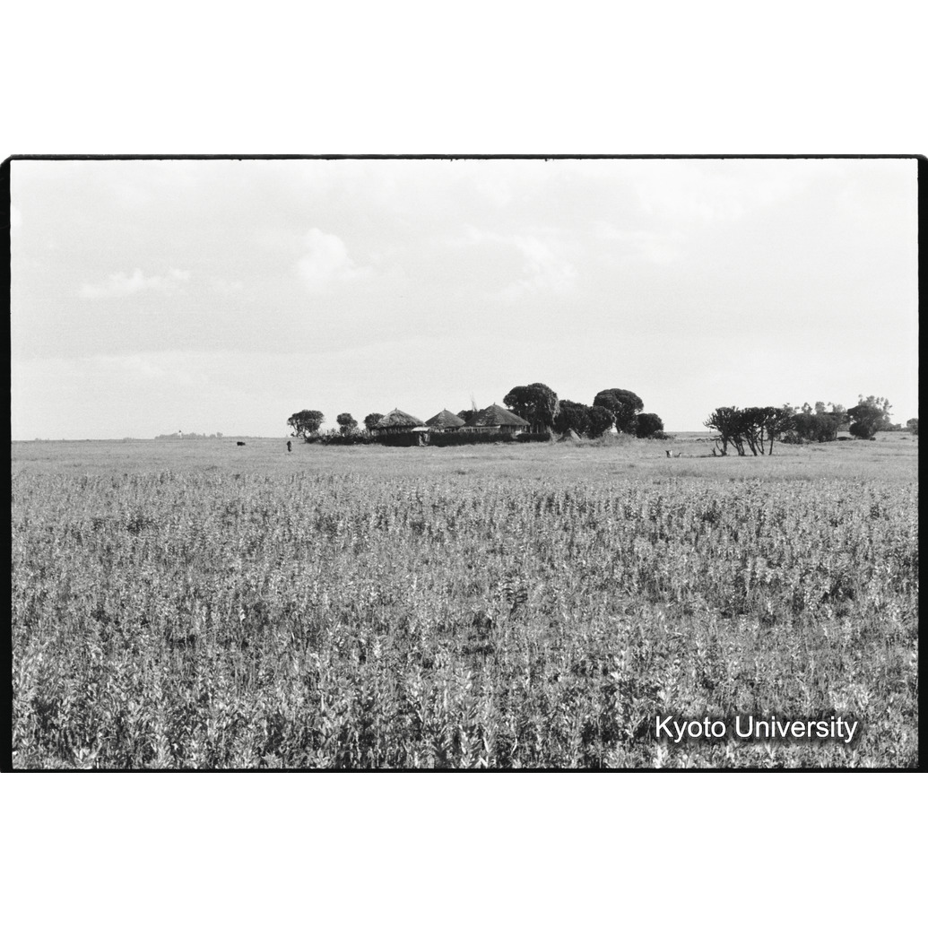 [１９コマ目]「畑と田舎の家」 (1)