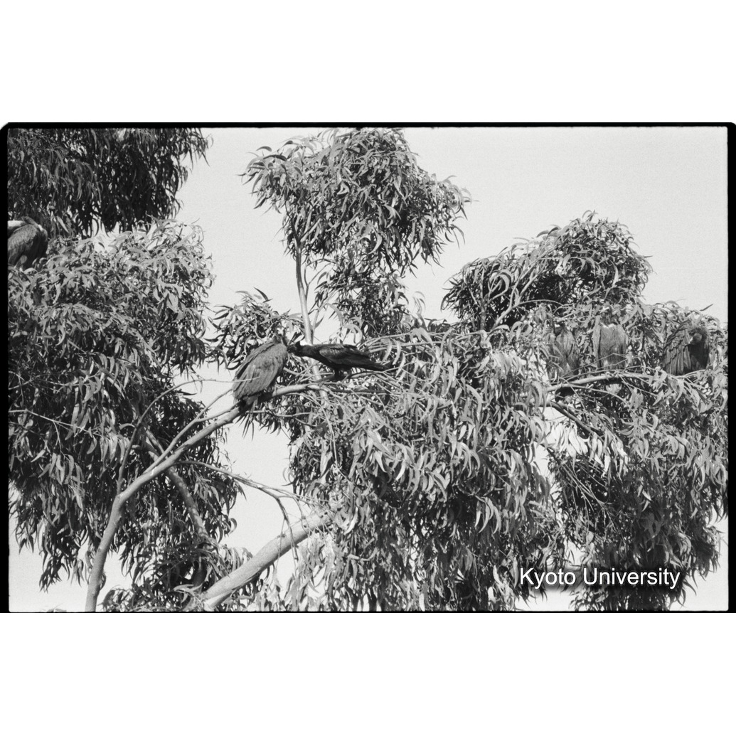 [２０コマ目]「鳥の求愛行動（１）」 (1)