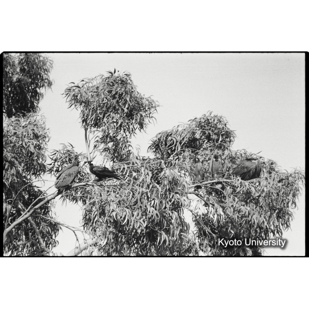 [２１コマ目]「鳥の求愛行動（２）」 (1)