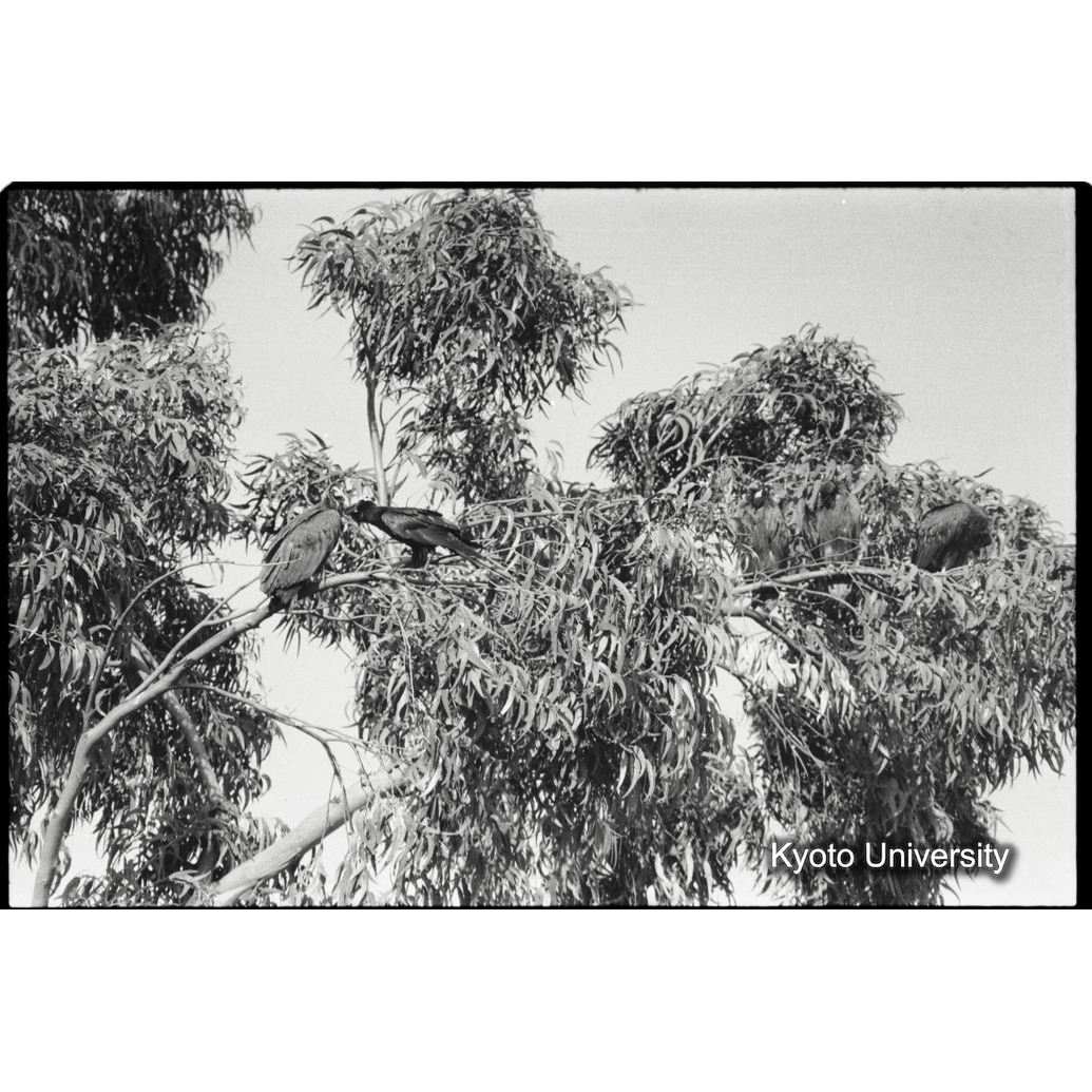 [２２コマ目]「鳥の求愛行動（３）」 (1)