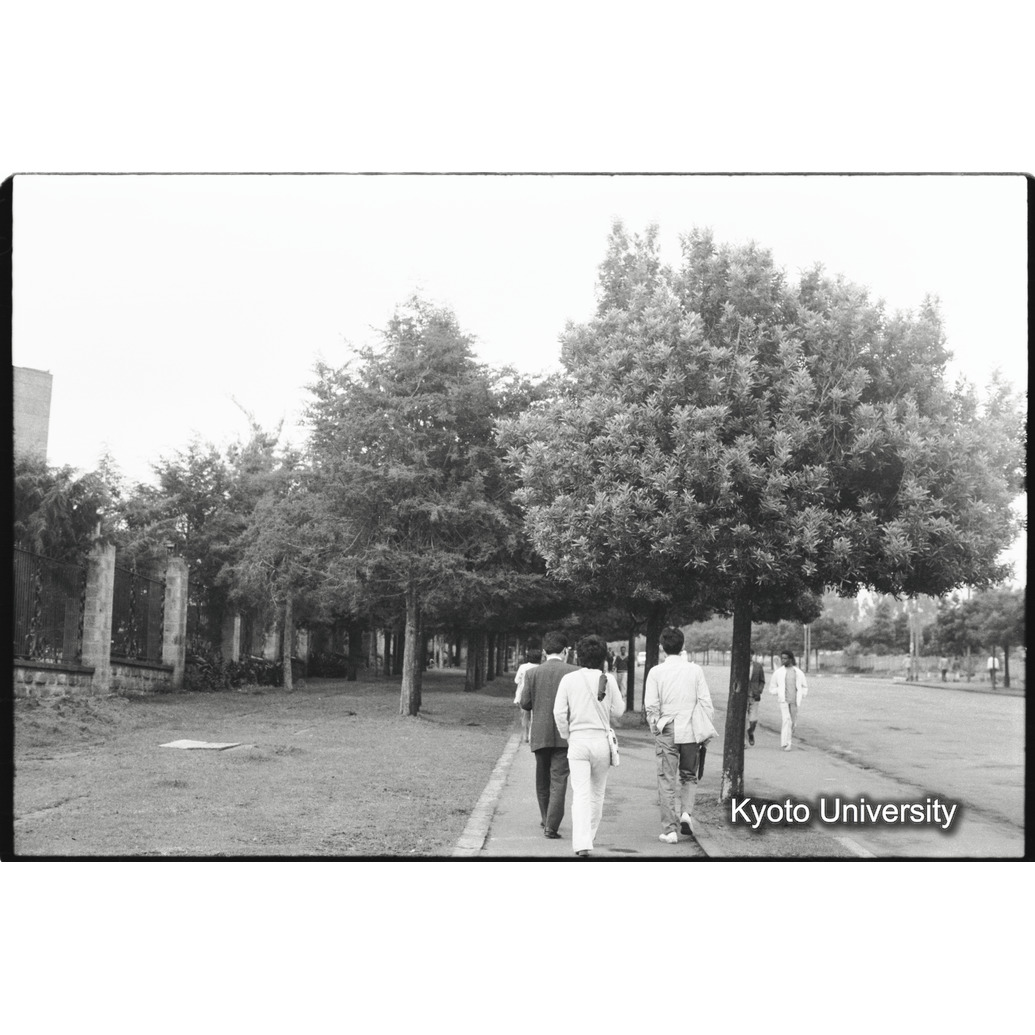 [５コマ目]「並木豊かな道」 (1)