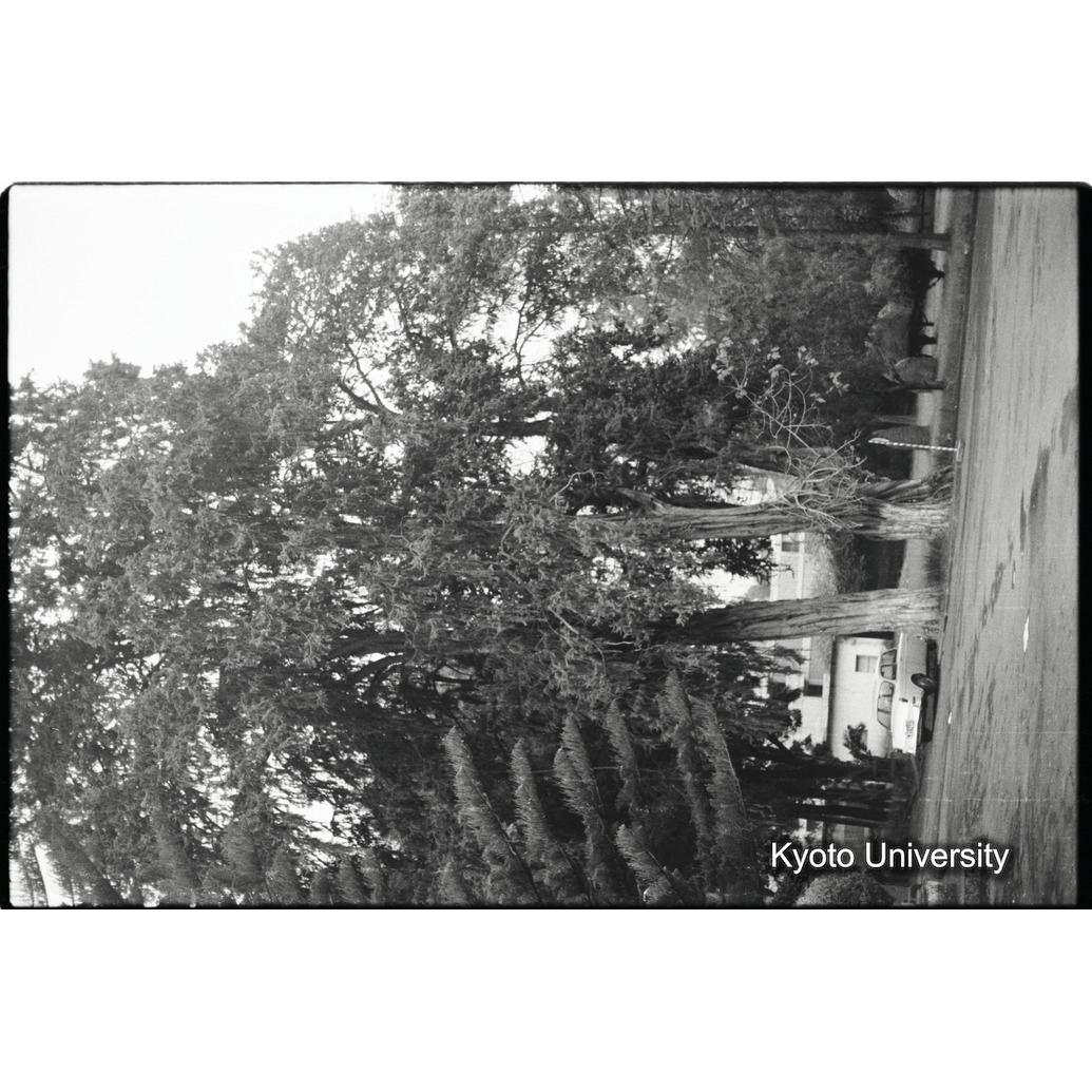 [９コマ目]「ポドカルプの木（？）」 (1)