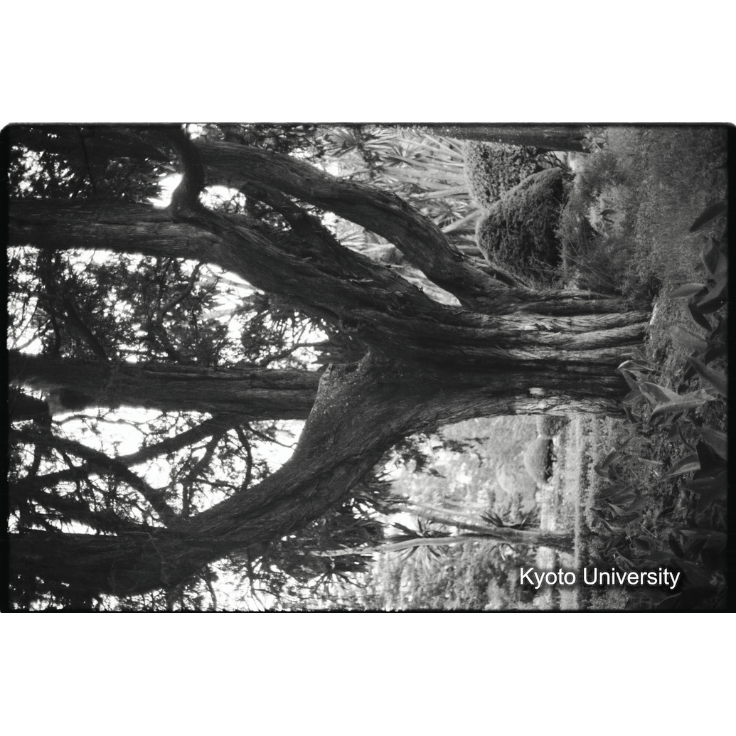 [１０コマ目]「ポドカルプの木（？）」 (1)