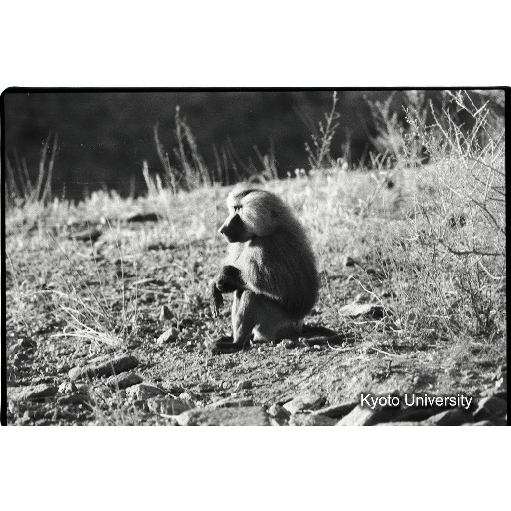 [４コマ目]「マントヒヒよりの雑種雄（２）」 (1)