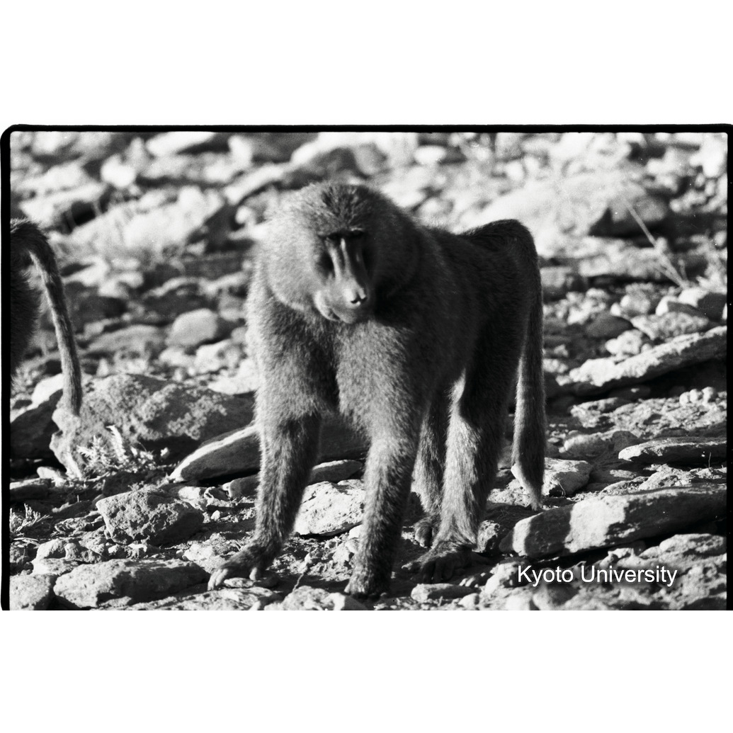 [６コマ目]「アヌビスヒヒとマントヒヒの中間型（雄）」 (1)