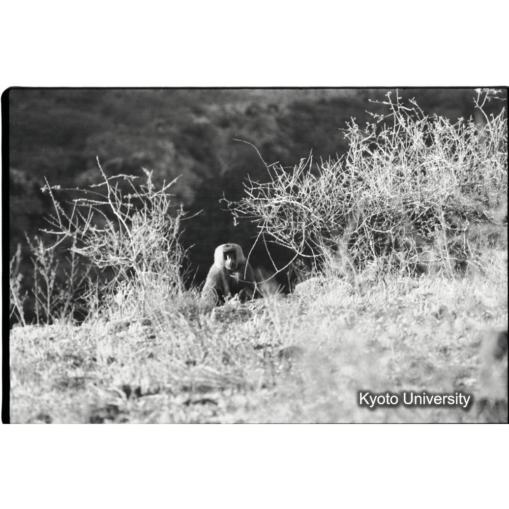 [７コマ目]「マントヒヒよりの雑種雄（４）」 (1)