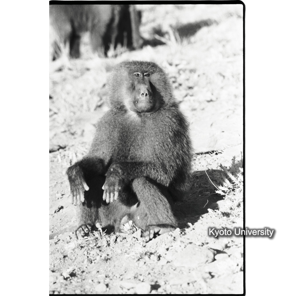 [８コマ目]「マントヒヒとアヌビスヒヒの雑種（雄）（２）」 (1)