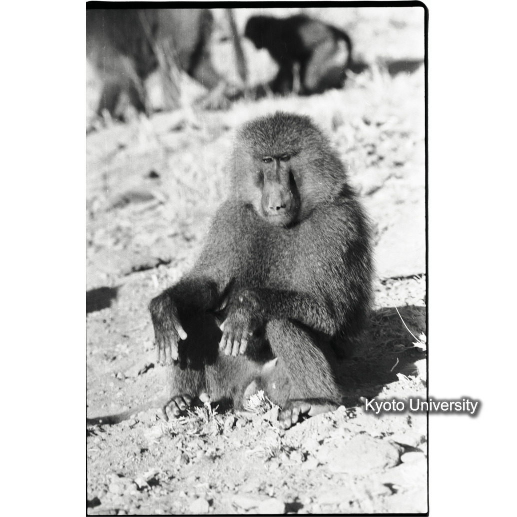 [９コマ目]「マントヒヒとアヌビスヒヒの雑種（雄）（３）」 (1)