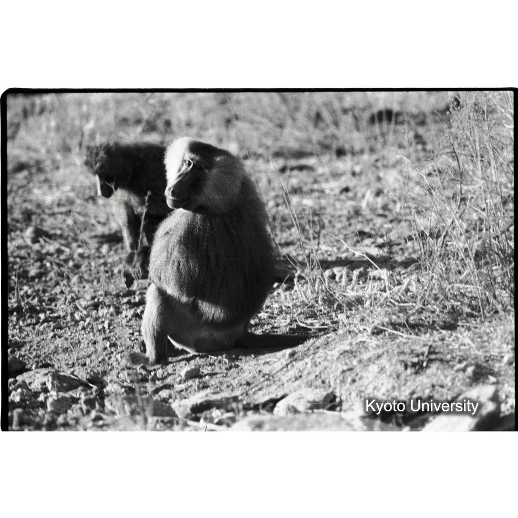 [１７コマ目]「雑種雄の交尾（３）」 (1)