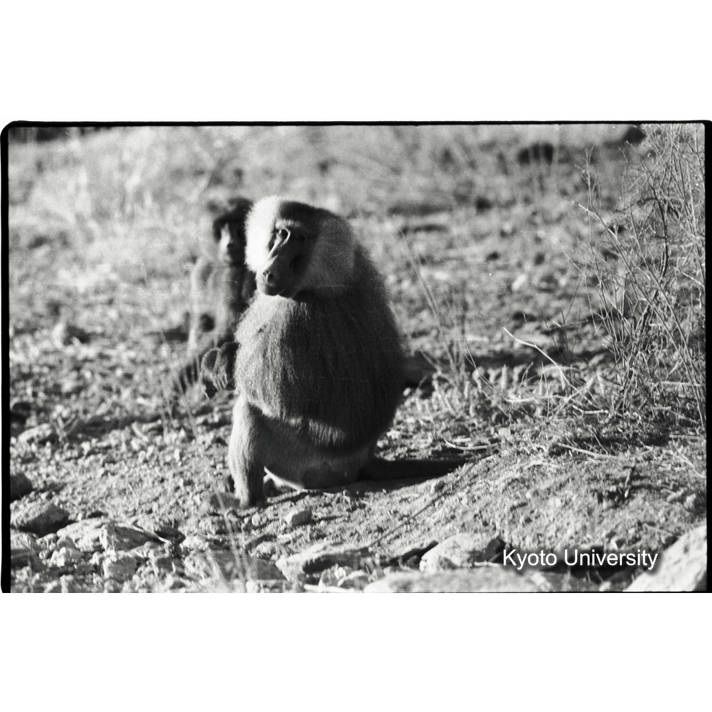 [１８コマ目]「雑種雄の交尾（４）」 (1)