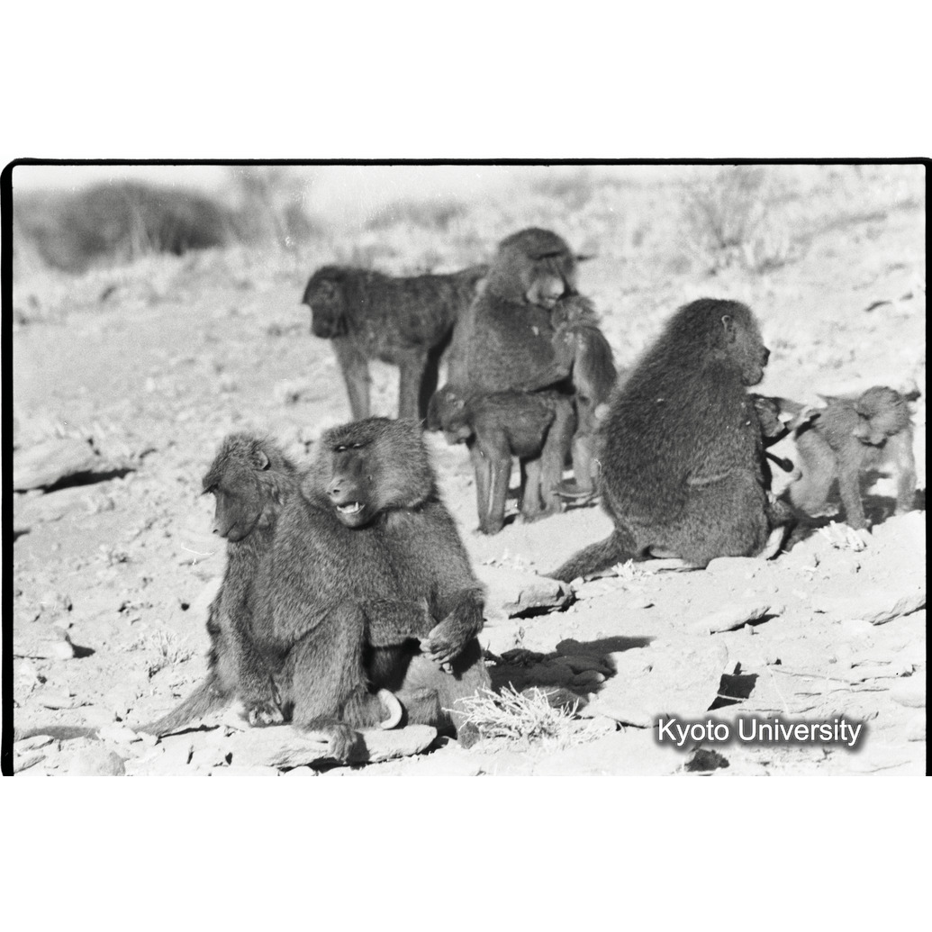 [３６コマ目]「アヌビスヒヒよりの雑種雄（２）」 (1)