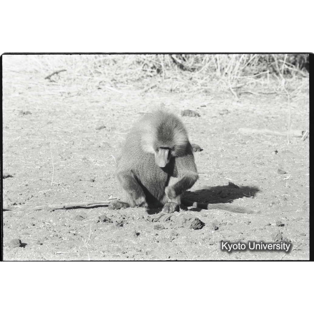 [９コマ目]「少しマントヒヒよりの雄（３）」 (1)