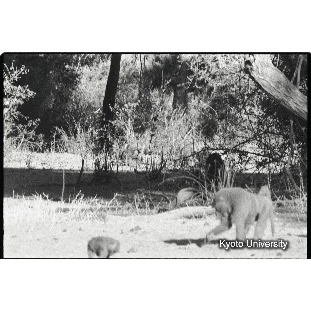 [１０コマ目]「少しマントヒヒよりの雄（４）」 (1)