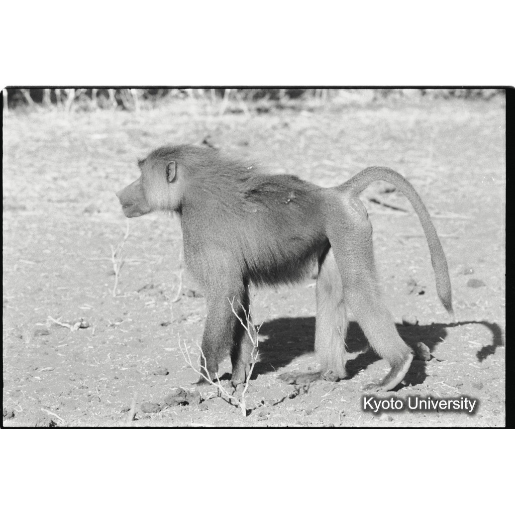 [１４コマ目]「少しマントヒヒよりの雄（７）」 (1)