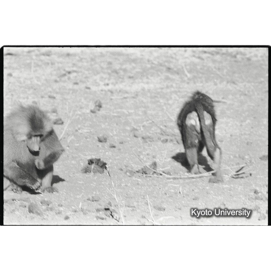 [１５コマ目]「少しマントヒヒよりの雄（８）」 (1)