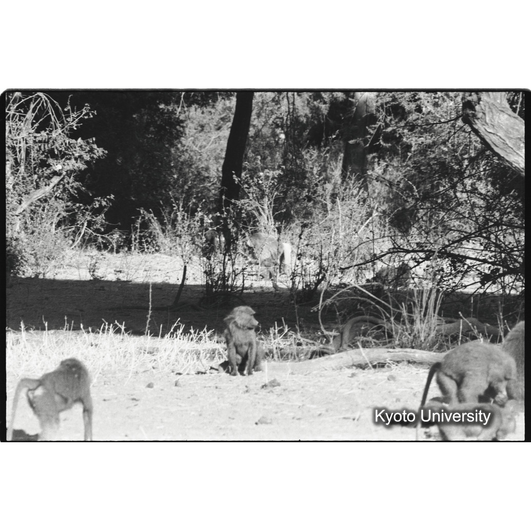 [１８コマ目]「少しマントヒヒよりの雄（１１）」 (1)