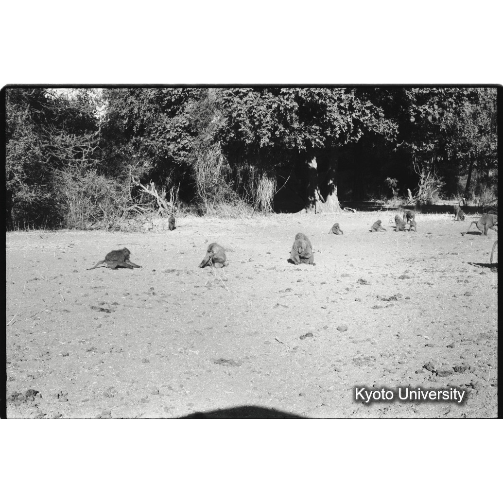 [１９コマ目]「少しマントヒヒよりの雄（１２）」 (1)