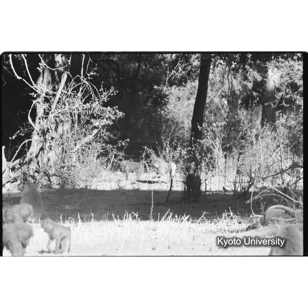 [２１コマ目]「少しマントヒヒよりの雄（１３）」 (1)