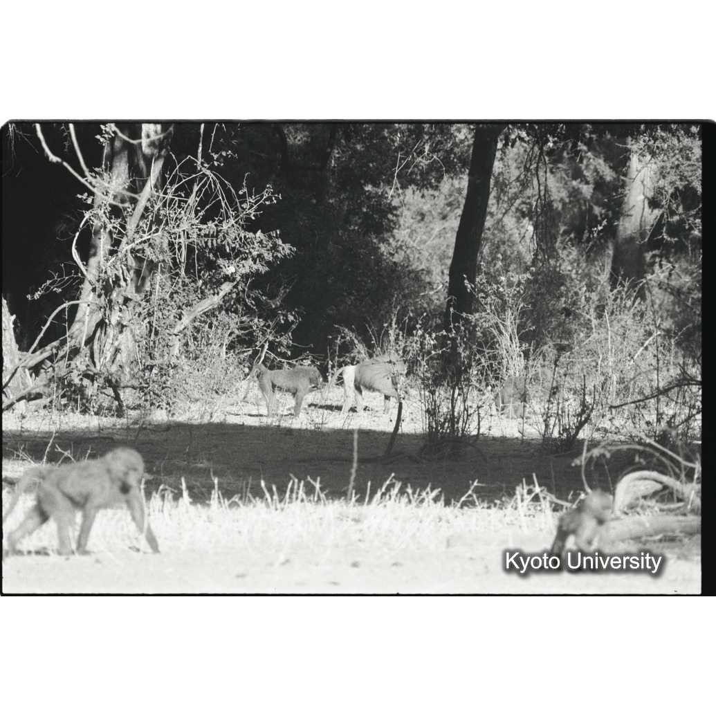 [３０コマ目]「アヌビスヒヒ雄とマントヒヒ雄」 (1)