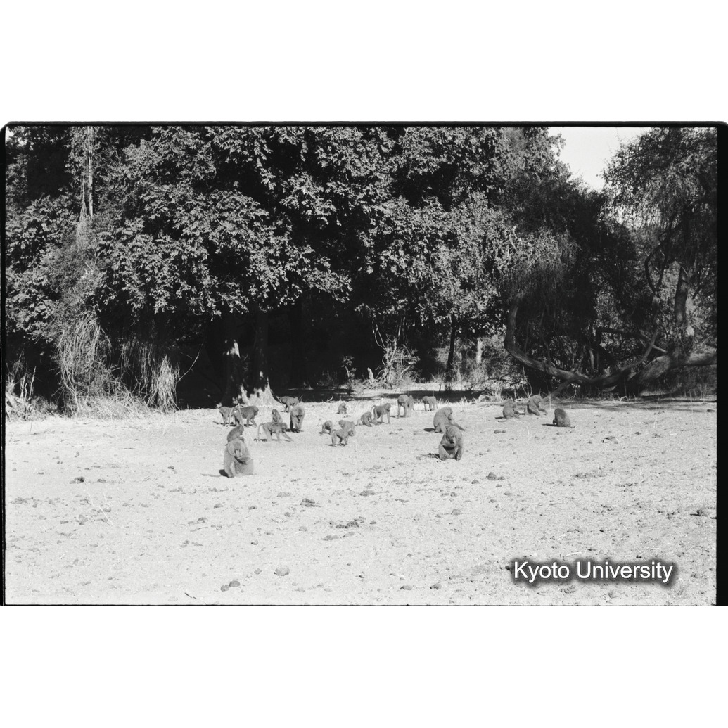 [３３コマ目]「アヌビスヒヒの群れ」 (1)