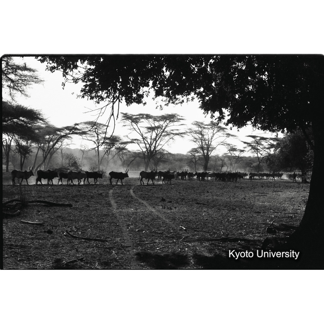 [３８コマ目]「遊牧するアダーリ族（３）」 (1)