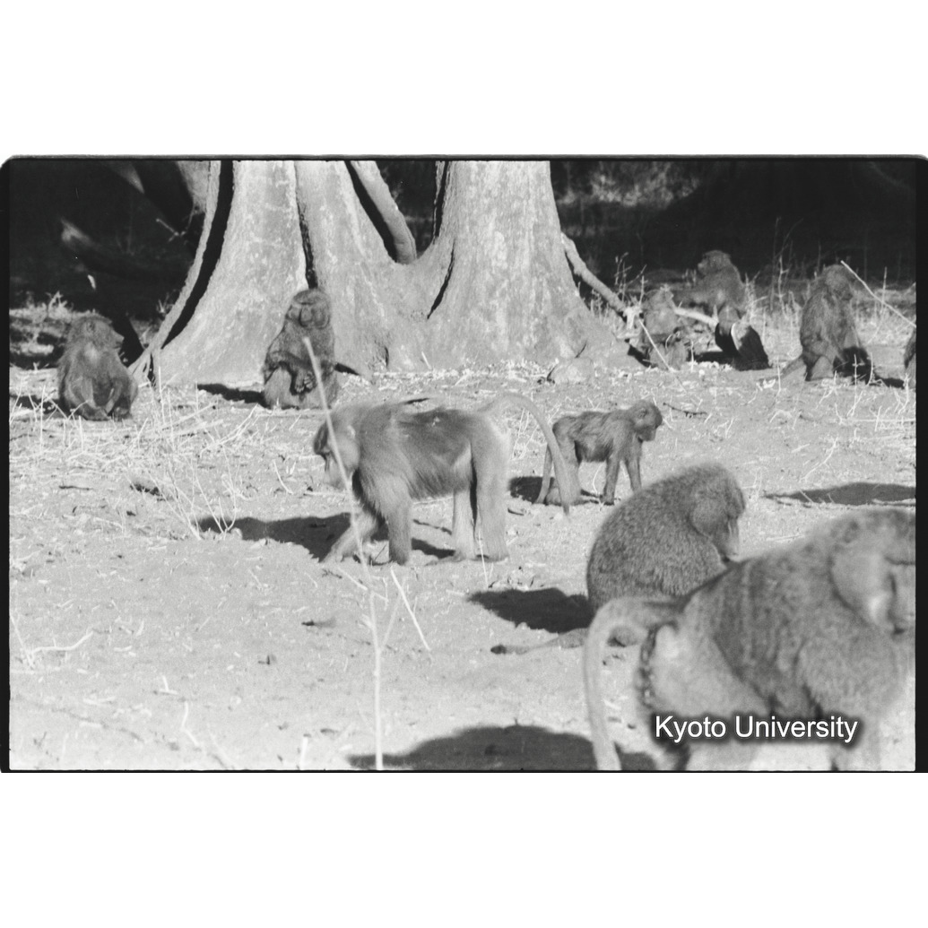 [１コマ目]「アヌビスヒヒよりの雑種雄（８）」 (1)