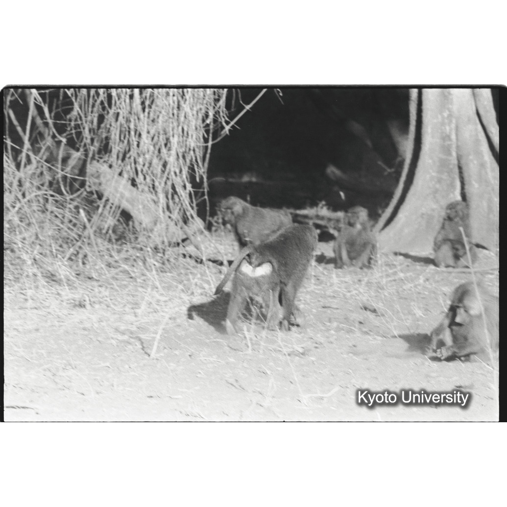 [７コマ目]「アヌビスヒヒよりの雑種雄（１４）」 (1)