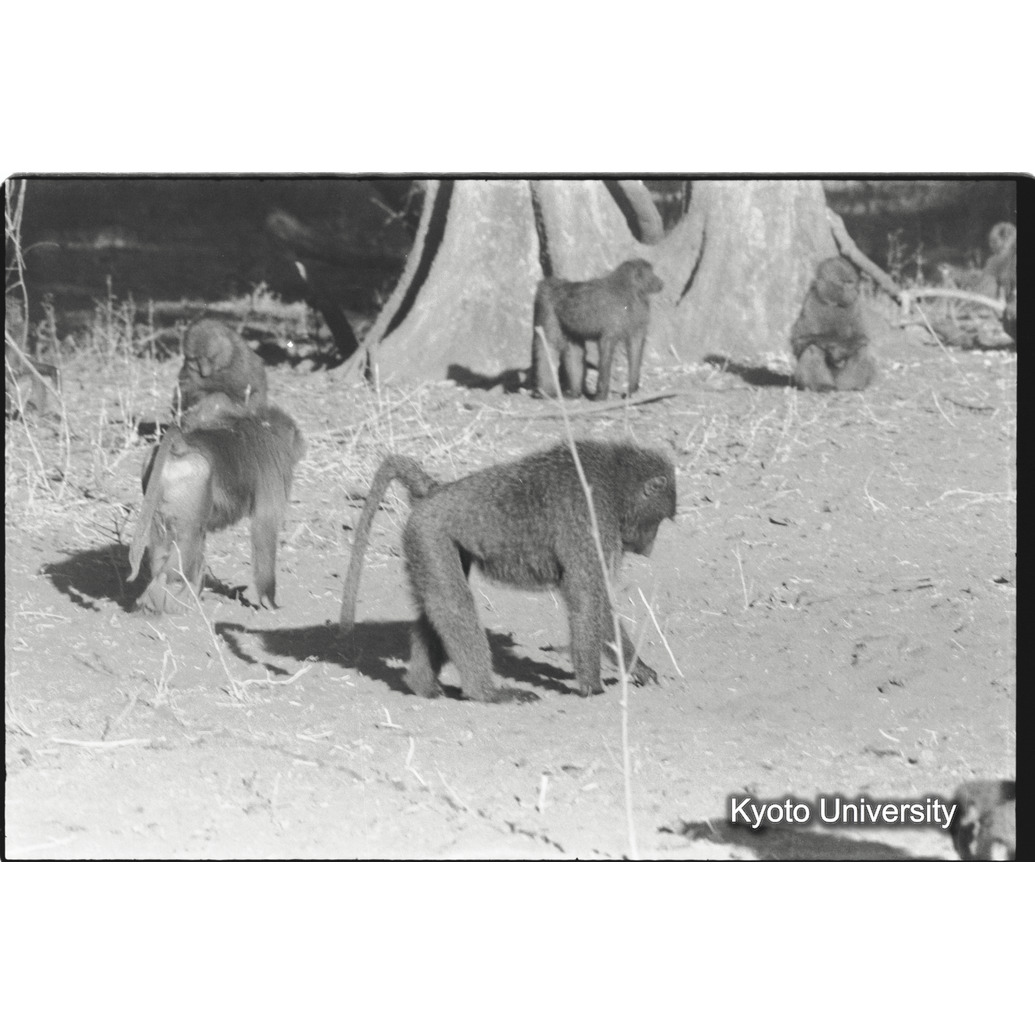 [８コマ目]「アヌビスヒヒ雄とアヌビスヒヒよりの雑種雄（１）」 (1)