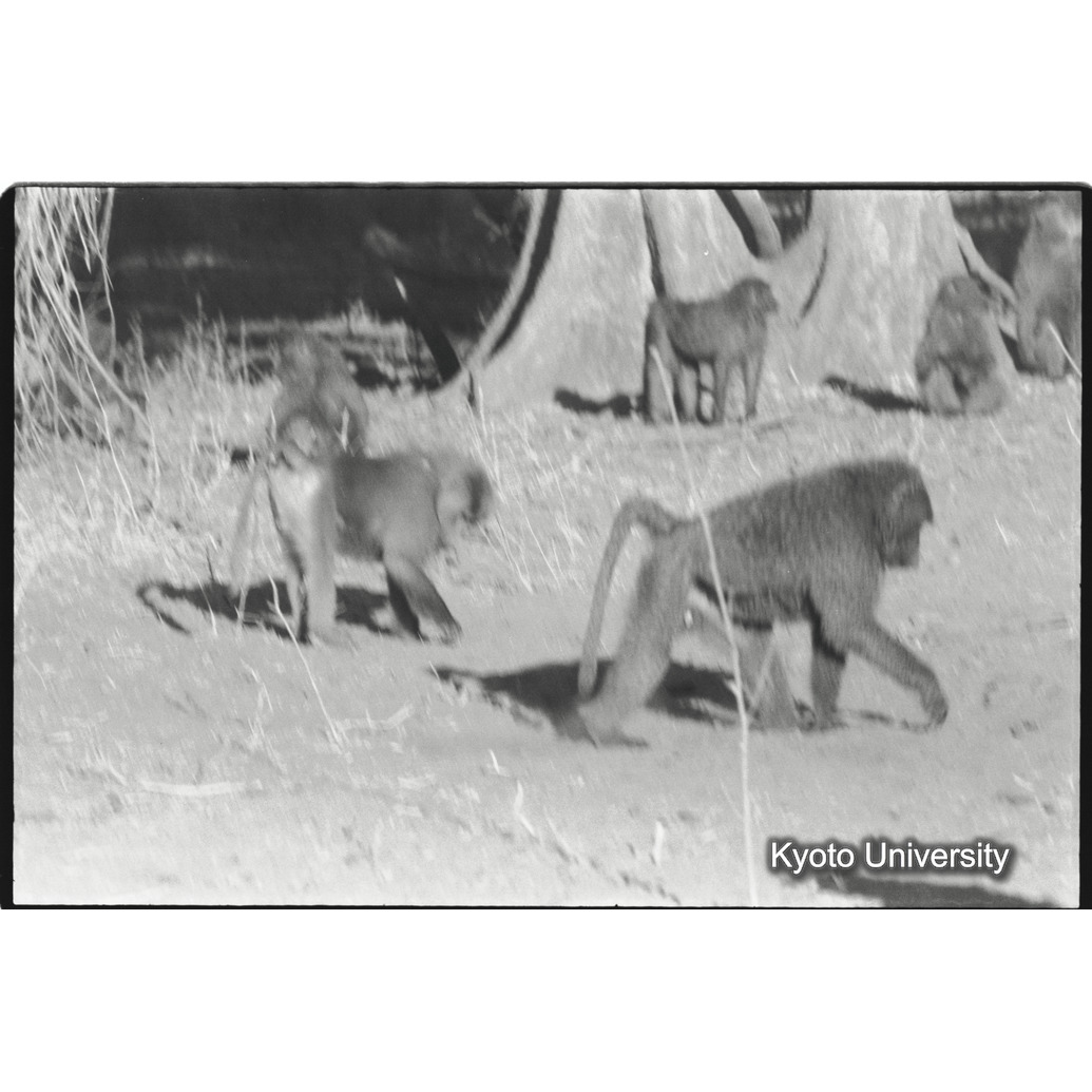 [９コマ目]「アヌビスヒヒ雄とアヌビスヒヒよりの雑種雄（２）」 (1)