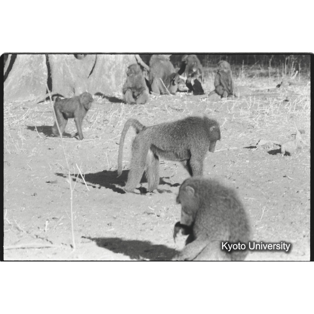 [１２コマ目]「アヌビスヒヒよりの雑種雄（１７）」 (1)