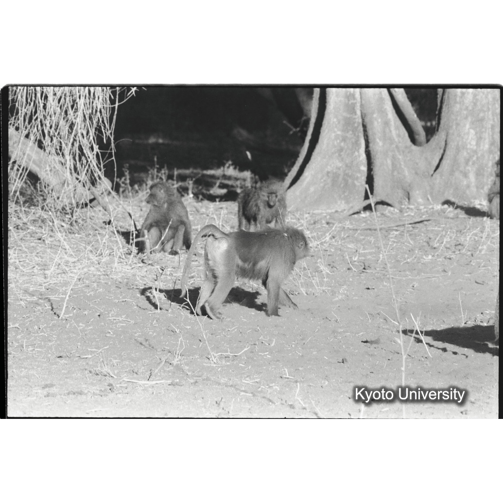 [１３コマ目]「アヌビスヒヒよりの雑種雄（１８）」 (1)