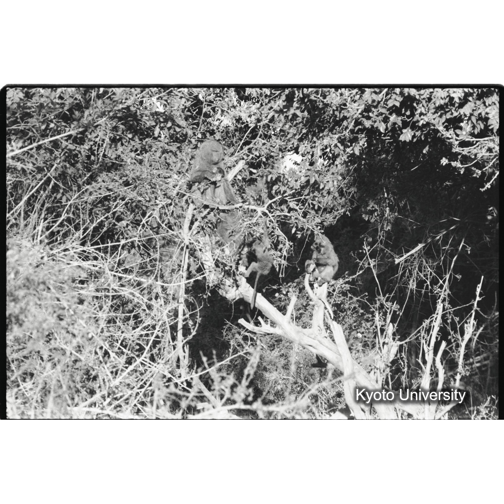 [１６コマ目]「夜、木の上で休むアヌビスヒヒ（３）」 (1)