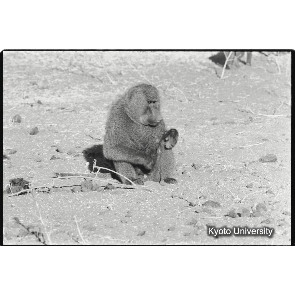 [１７コマ目]「アヌビスヒヒよりの雑種雄（１９）」 (1)