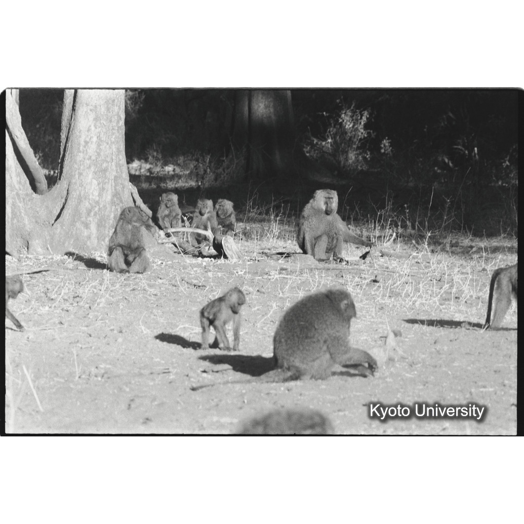 [１９コマ目]「アヌビスヒヒの群れの中のマントヒヒ雄（１）」 (1)