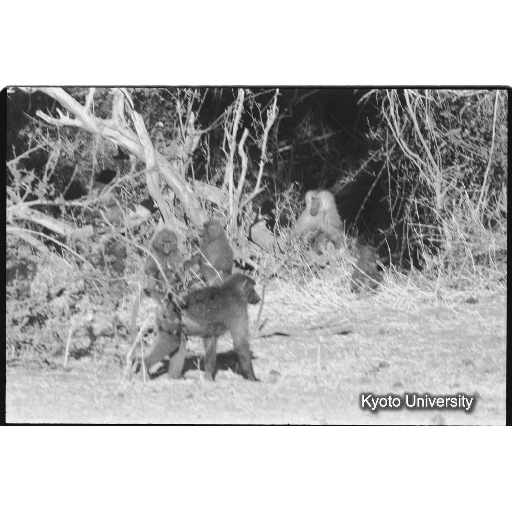 [２１コマ目]「アヌビスヒヒの群れの中のマントヒヒ雄（３）」 (1)