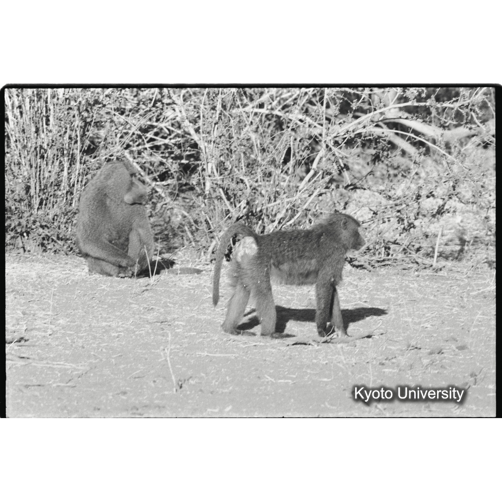 [２９コマ目]「アヌビスヒヒの発情雌」 (1)